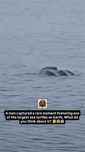 History|UFO|Places|Travel🌎 on Instagram: "This rare moment shows a leatherback sea turtle, the biggest sea turtle on Earth, swimming near the Gulf Stream. These ocean giants can grow longer than a small car and weigh over 600 kilos. Unlike other turtles, the leatherback doesn’t have a hard shell. Its body is soft and flexible, allowing it to dive deep into the ocean and handle cold and warm waters with ease. Leatherbacks are true ocean travelers. They cross entire oceans, riding powerful curren