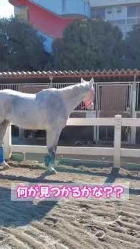 【2026.03.18】ミラーダ号🐴 千葉県山武市の東関東馬事高等学院🏫 馬の放牧風景～引退馬を教育へ～ #馬の学校 #高校生 #乗馬 #馬の高校 #競馬 #horse #動物