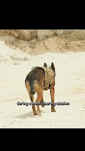 Military Dog Max's PTSD & Heroic Rescue Mission