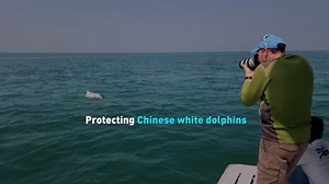 Chinese white dolphins, known for their pink hue, are a rare marine species that were once thought extinct. A three-decade long research and conservation project in the South China Sea has helped increase their number. #environment #biodiversity #conservation | CGTN America