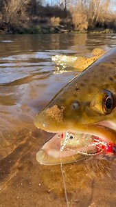 1.5K views · 42 reactions | Lanesboro, Forestville State Park, White Water State Park, Preston, Beaver Valley State Park, Rushford and Spring Valley are all listed as designated areas for catch and release trout fishing. We are open all winter and have great holiday deals available. Stop in for flies and more information or shop and save with us online or in store. | Root River Rod Co. | Facebook