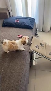 1M views · 10K reactions | how cute! | Shihtzu | Facebook