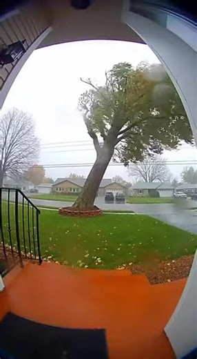 🌳😱 When nature decides to do its thing… #OhNoMoment #TreeFalling #CaughtOnCamera #ViralMoments #EpicFail