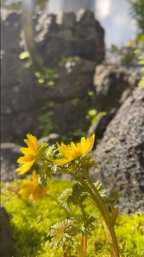 高山植物室にて #フクジュソウ（#福寿草）が開花しました。