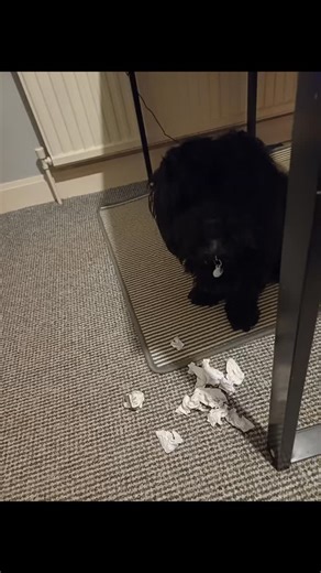 Jak helping me with the end of year tax receipts .....he's great at destroying a few ;) | VIP Wedding Films- Scotland