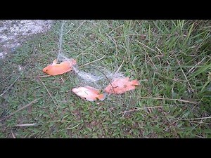 Cara mudah guna Pancing SPRING BOM NET (Hattrick Score) -Fishing using spring net