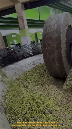 Traditional 5-Ton Granite Stone Mill Machine Crushing Fresh Olives for Oil #agritech