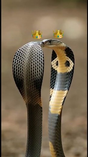THE CROWNED SERPENT KINGS #kingcobra #SnakeKings #RoyalReptiles #cobradance #NatureWithCrowns