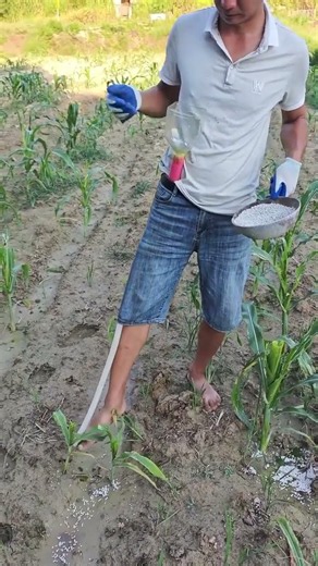 🌽 Using a Long-Handled Dispenser to Apply Fertilizer to Corn