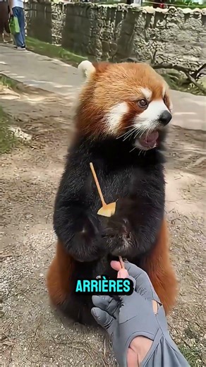 Panda roux : La façon la plus mignonne d'effrayer l'ennemi 🐼🐾