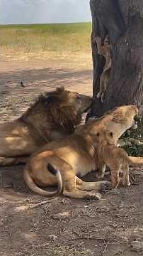 A Father Lion With His Playful Cubs & Family | Serengeti National Park Tanzania