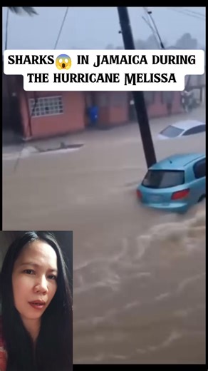 1.6M views · 12K reactions | Hala tan-awa nanglangoy mga sharks tungod sa kakusog sa hurricane Melissa niabot og category 5 #hurricane #sharks | Jl Uy Tan | Facebook