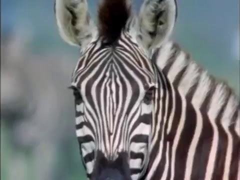 Zebra VS Leopard (with SFX from Spirit: Stallion of the Cimarron) (READ DESCRIPTION BELOW)