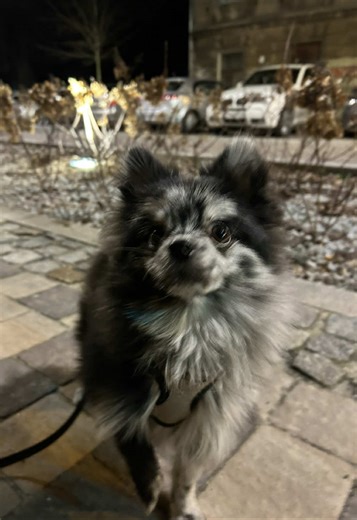 #pomeranian #bluemerle #funnydog #dogwalk #dogparent