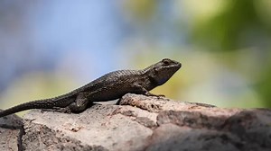 Watch this lizard do pushups