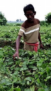 Pointed Gourd Harvesting by Simple Twist: Hi Friends, Pointed gourd is an important summer vegetable in Asian countries like India, Bangladesh, etc. It is propagated through vines or by roots. Here the farmer was harvesting pointed gourd from such a beautiful field. He made frame using bamboo, nylon string, ropes, etc. It eases harvesting and keeps the plants healthy and disease free. Here in this reel the farmer was harvesting pointed gourd manually. #pointedgourdharvesting #pointedgourd #harve