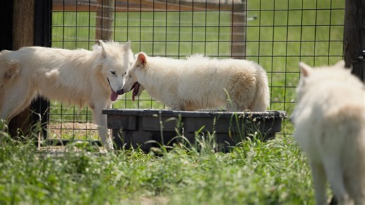 26K views · 235 reactions | Where has the time gone? Extinct dire wolves created using fossil DNA by Colossal Biosciences are now old enough for their first playdate. | USA TODAY | Facebook