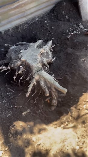 Video 11: Stump be gone! @lillysbowclips make sure you thank Kevin again for me won’t you? And thanks for everyone’s support you’ve all been gorgeous 😍 #garden #makeover | Jen Hatton Sketches