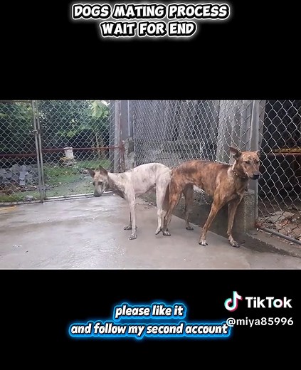 Complete Guide to Dog Breeding Process