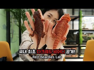 이런 색감의 비어디는 머리털 나고 처음 보네요 홍콩 브리더 비어디스랩의 다크레드 비어디드래곤 국내 최초로 공개! Red Beardies Lab Dark red Beardie