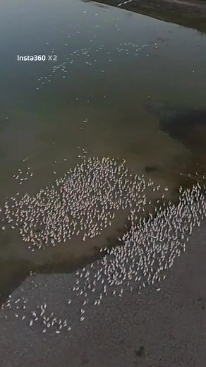 Pixel - Air creation Israel | Amit Regev