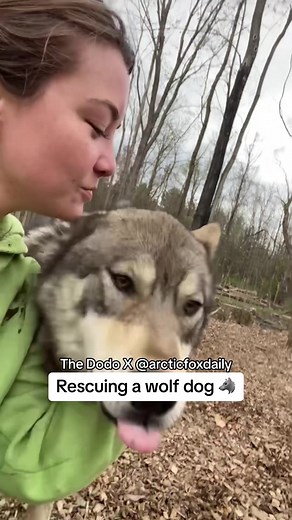 Watch @Kimberly DeFisher welcome her new rescue into the wolf dog pack 🐺 Check back for new updates from #arcticfoxdaily every Tuesday and Thursday #wolfdog #wolfdogsoftiktok