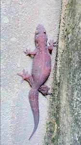 Red Lizard
