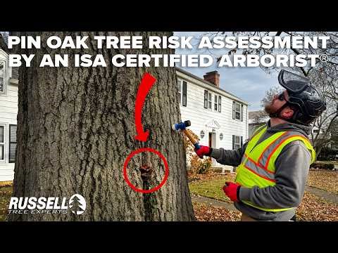 Tree Risk Assessment on a Decayed Pin Oak