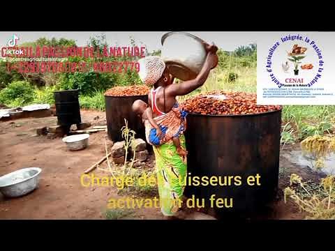 COMMENT PRODUIRE L'HUILE ROUGE DE PALME À PARTIR DES RÉGIMES ?