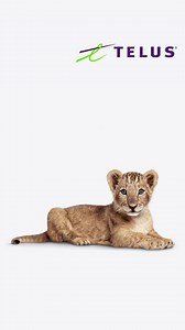 Give yourself one less thing to worry about with security solutions for your home and online life. Only from TELUS. | TELUS