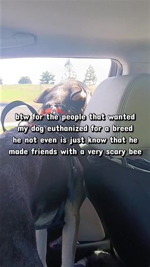 fun fact about me, I am petrified of bees or any stingy insects really but mainly bees (past trauma) so like any insect buzzing sound I panic hard, even flies set me off. and being the dumb self i am I forgot in the summer the like to fucking nest by our front window so the window was left open and one flew in at like 6 am a few days ago and wouldn't freaking leave i felt like it was tormenting me, this was when I still hurt to move my leg to fast movements fking hurt so after 4ish hours I tried