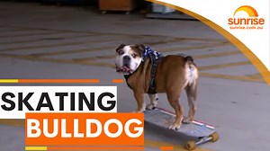60K views · 858 reactions | SKATEBOARDING BULLDOG  The Aussie bulldog who taught himself to skateboard shows off his tricks right here in studio! WATCH SUNRISE FOR MORE | @7plus ☀️ | Sunrise | Facebook