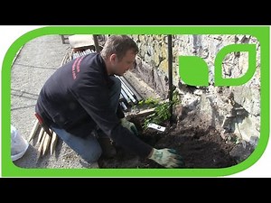 Ippenburger Gartentipps: Wie werden Hopfen gepflanzt?