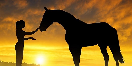 13 Breathtaking Mixed Breed Horses You May Not Have Heard About