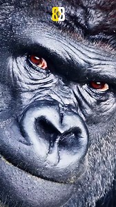 𝐆𝐨𝐫𝐢𝐥𝐥𝐚 𝐒𝐭𝐫𝐞𝐧𝐠𝐭𝐡 𝐖𝐢𝐥𝐥 𝐒𝐡𝐨𝐜𝐤 𝐘𝐨𝐮! 💪🦍 #gorilla #power #facts #fypシ゚viralシ #DidYouKnow #fypシ゚ #amazingvideo #foryoupageシ #reelsfypシ #viralreelschallenge #short #animals #follower #instalike #FacebookPage | Buzzing Brain