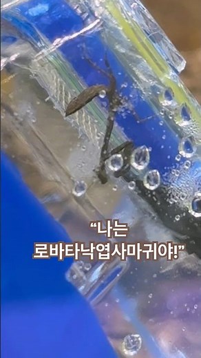 로바타낙엽사마귀 실제로 보면 이렇게 생겼다고?!😲 | Lobata Dead Leaf Mantis at Yeoju Insect Museum 🍂