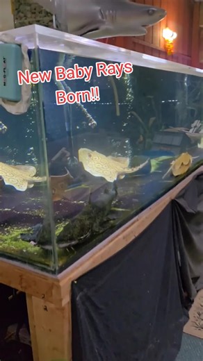 Aquarium Marvel: New Baby Stingrays and Their Care