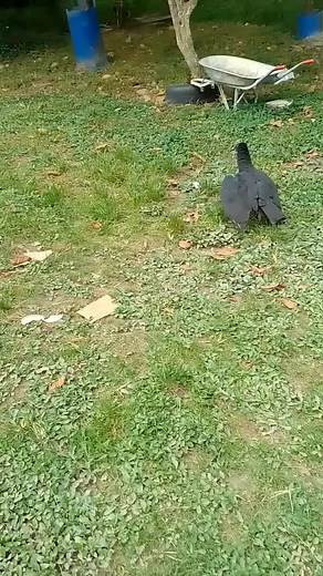 Observing a Crow's Behavior in a Natural Setting