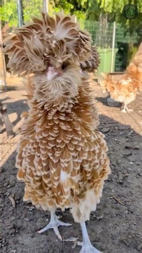 Have you ever seen a chicken with this hair? 🐔 #backyardchickens