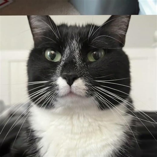 Edit of my cat😹✌️ (Yes again) ‪@BemmyBlock‬ ‪@AnonymousWraith‬ ‪@KreekCraft‬ ‪@twizzler5f‬ ‪@Goldfishiess‬