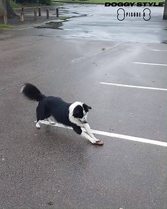 Every dog has a little bit of weird in them 😂😂 | LADbible