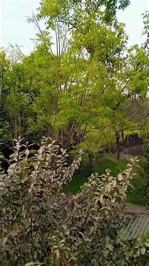 Another loop 🔁 #viral #viralchallenge #bnano #nature