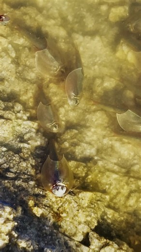 WHAT ARE THOSE?! 🤩 On rare occasions, the park’s temporary pools come alive with our tiny ancient crustacean friends: tadpole shrimp! These creatures who belong in the Triops genus and recognizable by having three eyes have been around for more than 200 million years! ✨ Their eggs lie dormant beneath the desert soil during the summer, waiting patiently. When rain finally arrives, the pools refill and those long sleeping eggs hatch, bringing these prehistoric creatures back to life for a short b