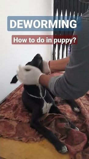 Easy method of deworming in Puppy!!
