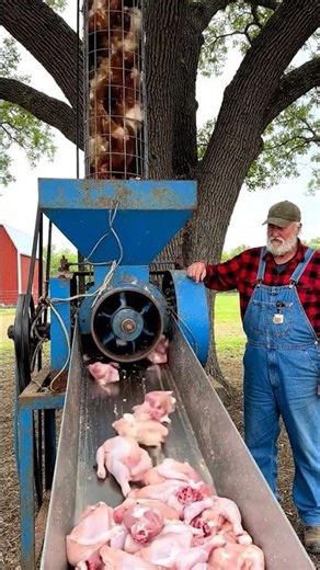 Automatic Chicken Plucker Tunnel 🐔⚙️ | Modern Farming Technology #automation