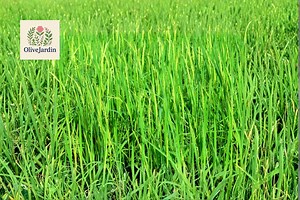 50  Sweet Grass Seeds – Hierochloe Odorata – Fragrant Grass Variety - Etsy