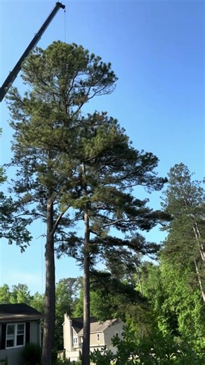 Dangerous Tree Removed in Atlanta GA
