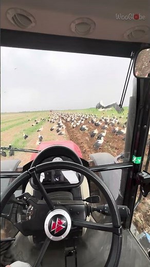 Nature Encounter: Storks and Tractor in Harmony || WooGlobe