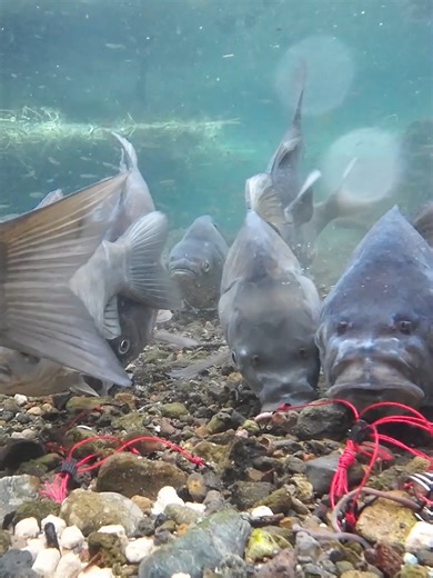 #carpfishing #underwater #fishing