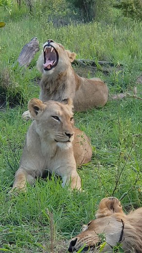 150K views · 4K reactions | Beautiful moments lions yawning #safari #wildlifeplanet #naturelovers #wildanimals #london #training #photooftheday #wildlife #nature #africa | Tendai Moyo | Facebook